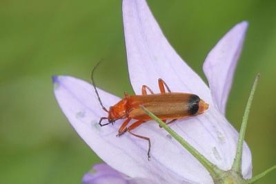 Rhagonycha fulva