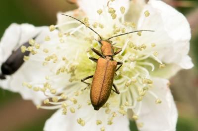Chrysanthia viridissima