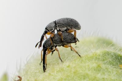 Rhopalapion longirostre