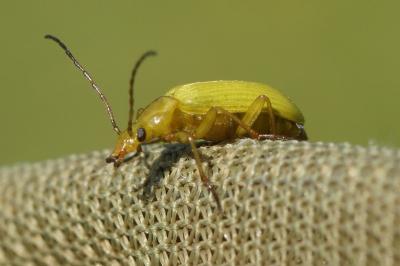 Cteniopus sulphureus