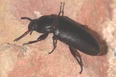 Tenebrio molitor