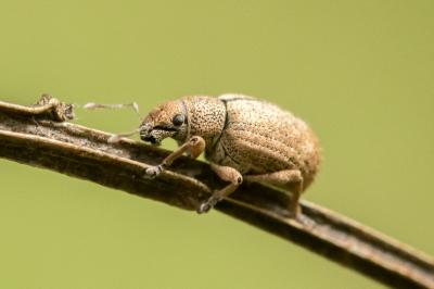 Strophosoma melanogrammum