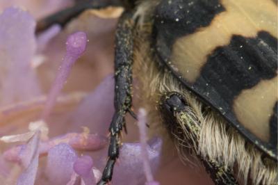 Trichius gallicus