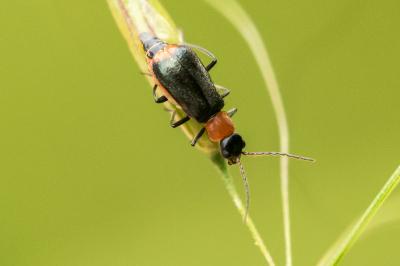 Axinotarsus ruficollis