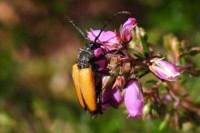 Stictoleptura fulva