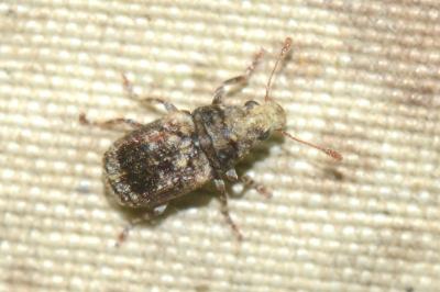Pseudeuparius sepicola