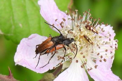 Stenurella melanura