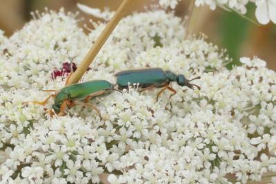 Cerocoma schaefferi