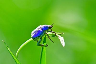 Hoplia coerulea