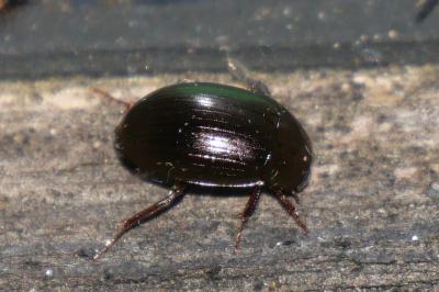 Hydrobius fuscipes