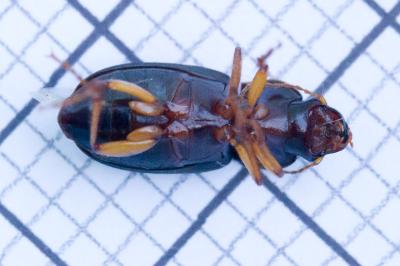 Pseudoophonus rufipes
