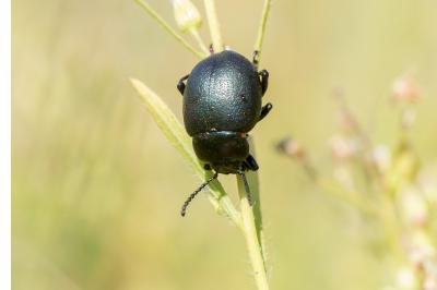 Timarcha goettingensis