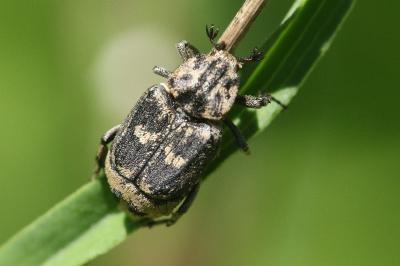 Valgus hemipterus