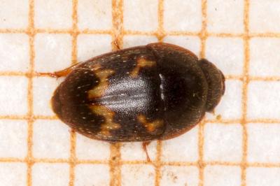 Cryptarcha strigata