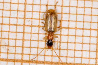 Demetrias atricapillus
