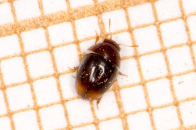 Stilbus testaceus