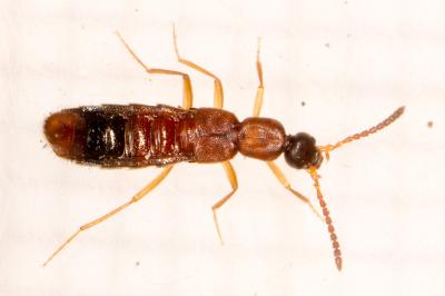 Drusilla canaliculata