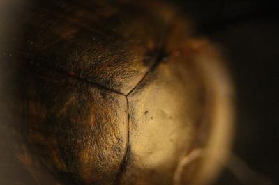 Laccophilus minutus