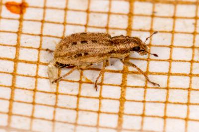 Sitona macularius