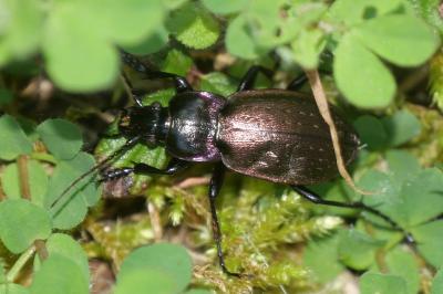 Carabus nemoralis