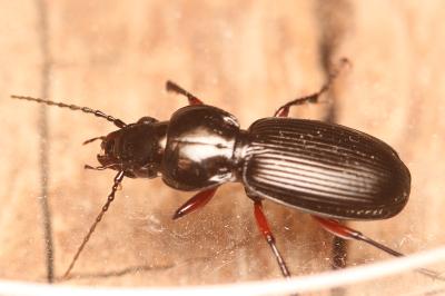 Pterostichus madidus