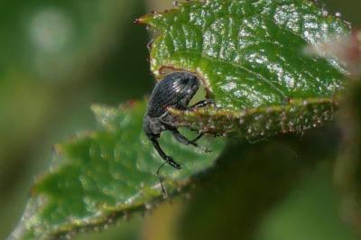 Anthonomus rubi