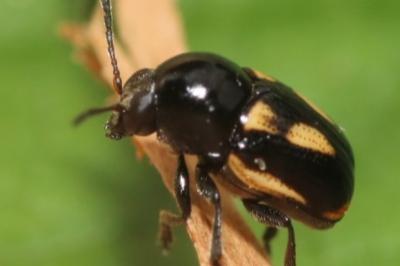 Cryptocephalus vittatus