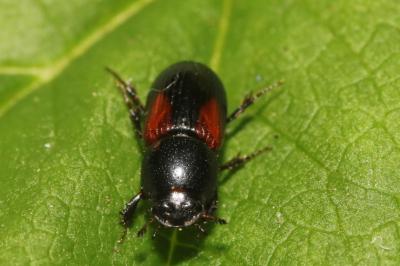 Nialus varians