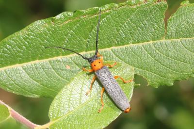 Oberea oculata