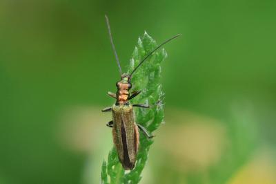 Oedemera nobilis