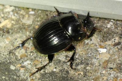 Copris lunaris