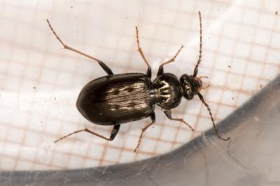 Loricera pilicornis