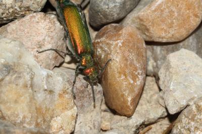 Lytta vesicatoria