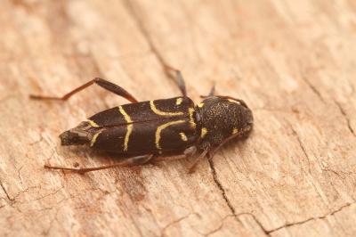 Xylotrechus antilope