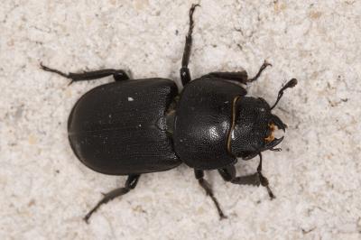 Dorcus parallelipipedus
