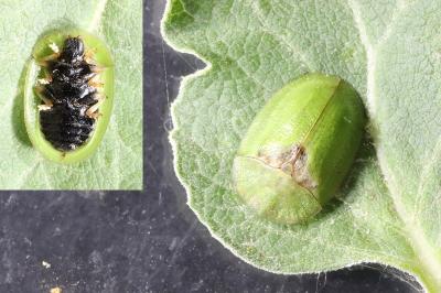 Cassida rubiginosa