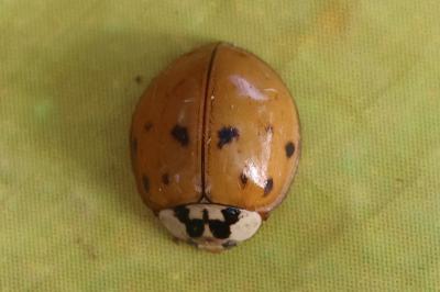 Harmonia axyridis
