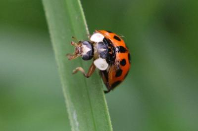 Harmonia axyridis