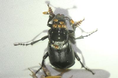 Nicrophorus humator