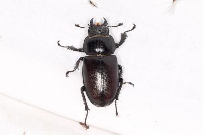Lucanus cervus