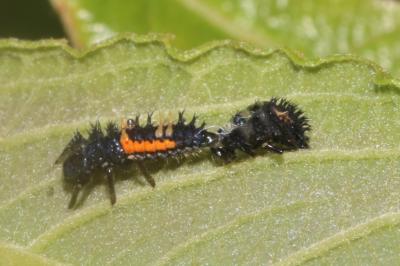 Harmonia axyridis
