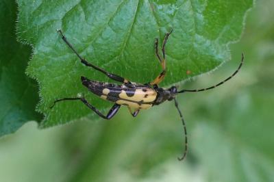 Rutpela maculata