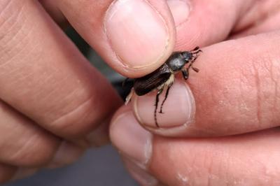 <i>Amphimallon atrum</i>