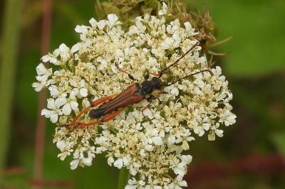 <i>Stenopterus rufus</i>