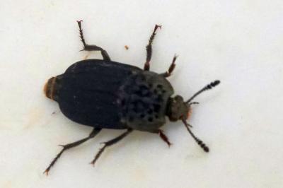 <i>Thanatophilus sinuatus</i>