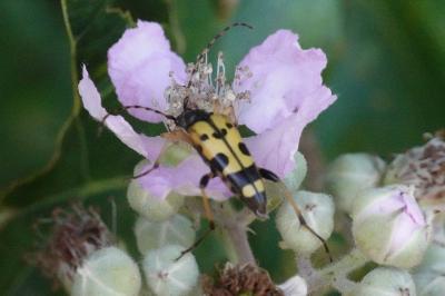 <i>Rutpela maculata</i>