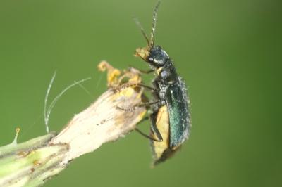 <i>Clanoptilus elegans</i>
