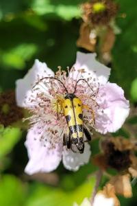 <i>Rutpela maculata</i>