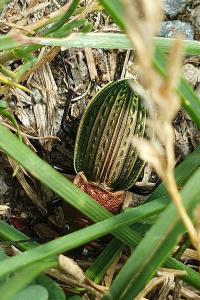 <i>Carabus cancellatus</i>