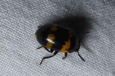 <i>Diaperis boleti</i>